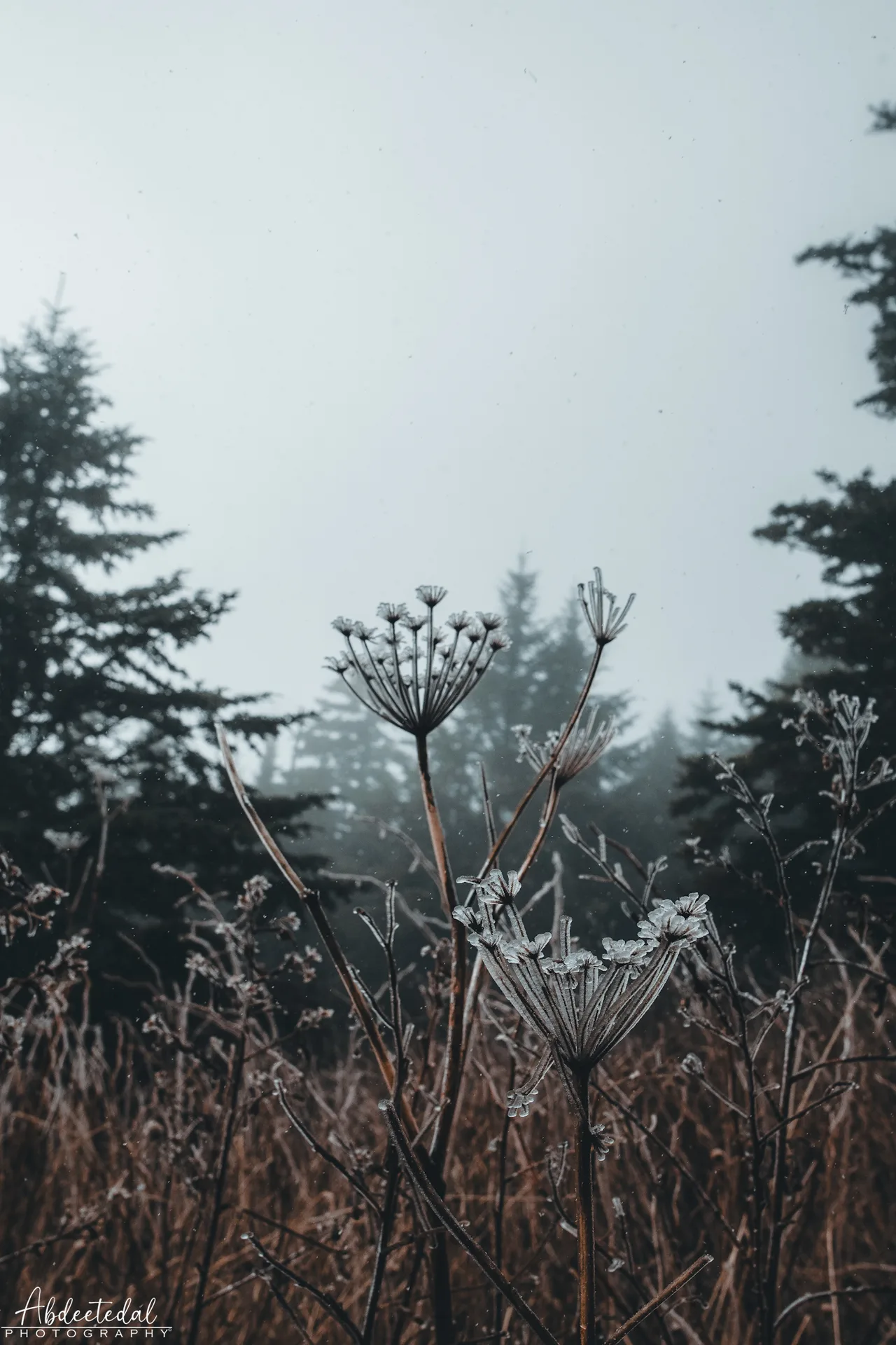 Snow Fog Silhouette