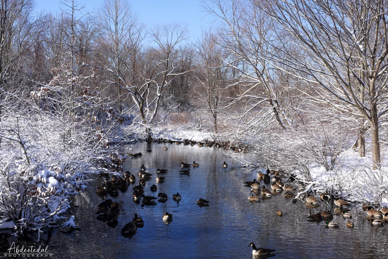 Snow Pond Landscape